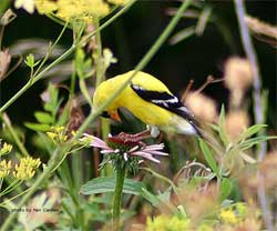 Yellow bird