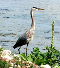 stork photo