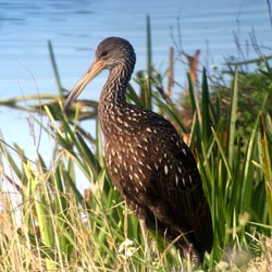 Limpkin Florida Dec. 1, 2015 Photo by Dick Sayles